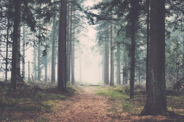 Forest af Henrik Hansen