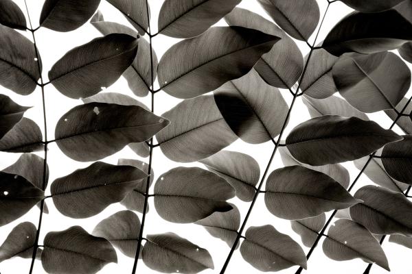 Branches and Leaves af Tal Paz-Fridman