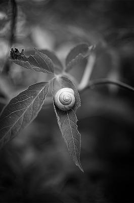 Snail af Henrik Hansen
