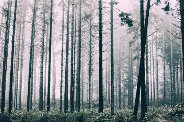 Trees1 af Henrik Hansen