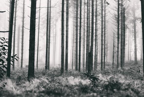 Trees2 af Henrik Hansen