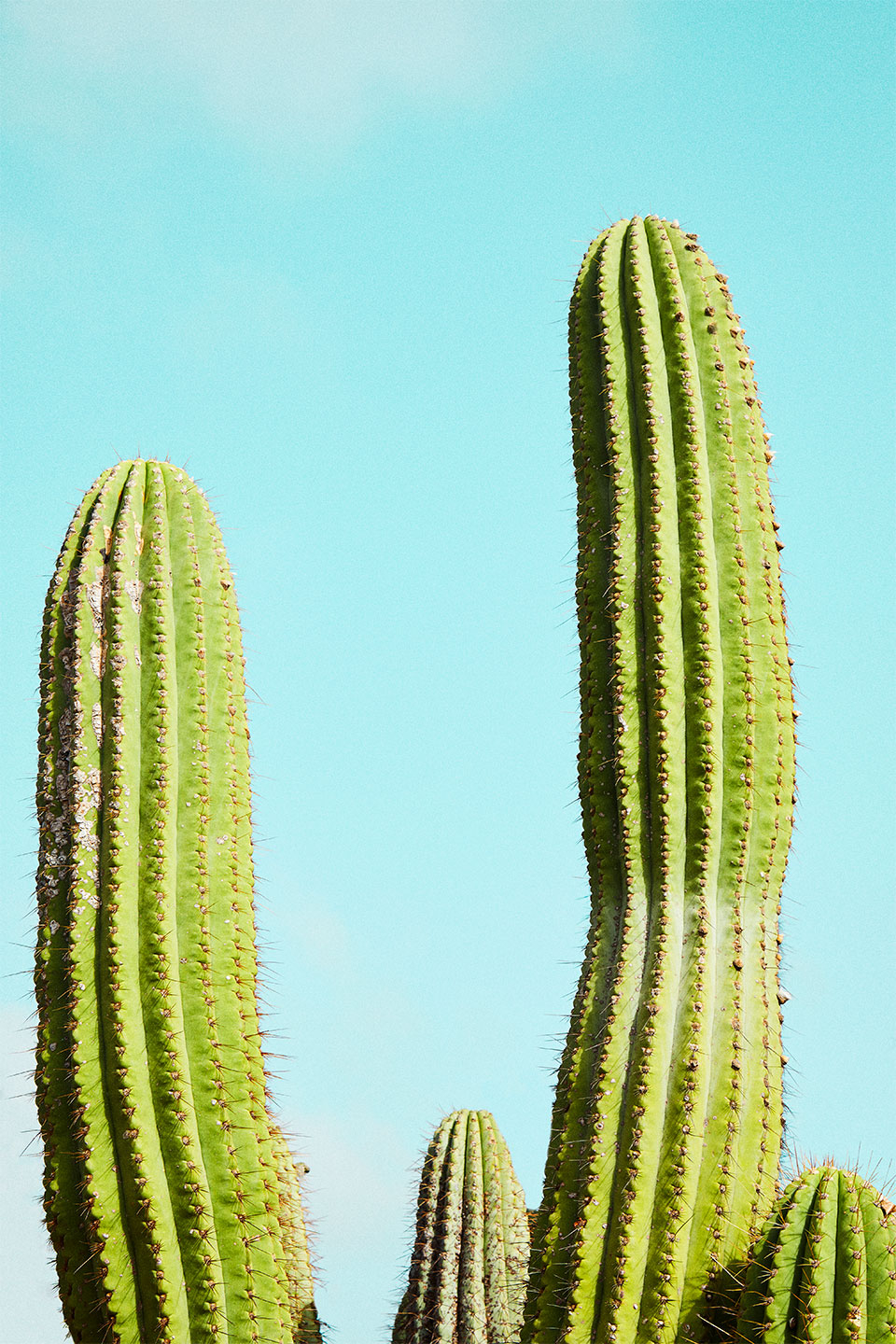 Cactusland no. 2 af Camilla Schmidt