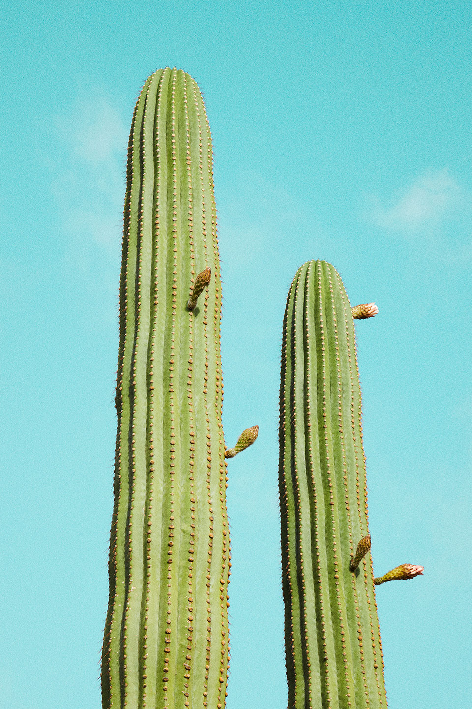 Billede af Cactusland no. 4 af Camilla Schmidt