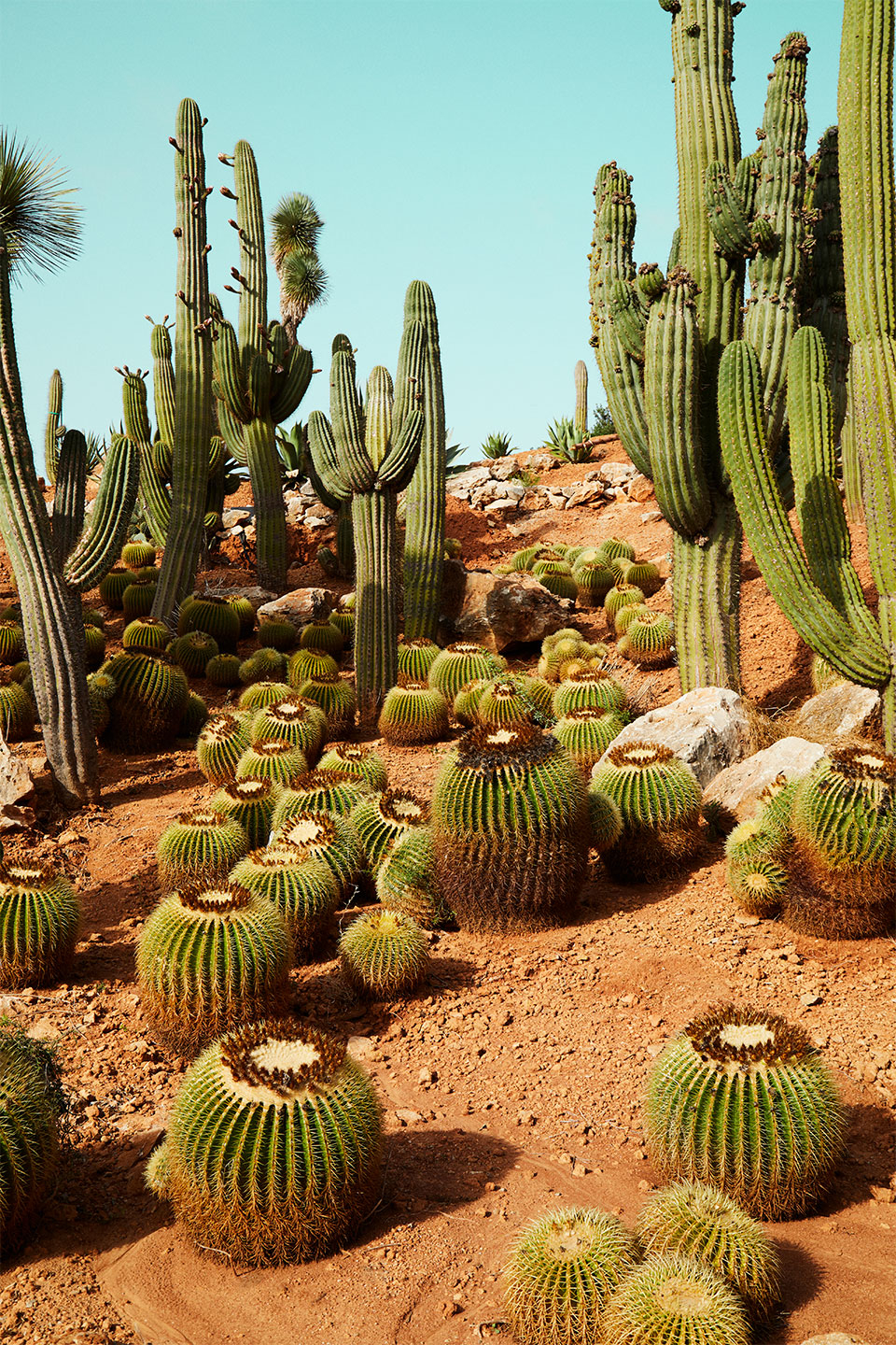 Billede af Cactusland no. 1 af Camilla Schmidt