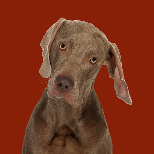 Image of Billy the Weimaraner af Pernille Westh