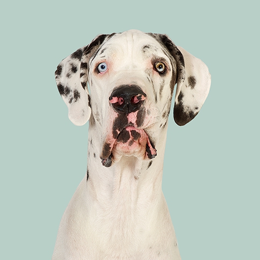 Image of Dæa? the Great Dane af Pernille Westh