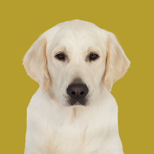 Image of Gabby the Golden Retriever af Pernille Westh