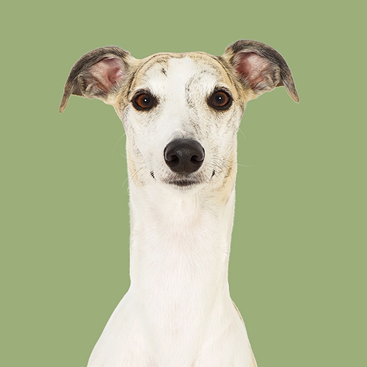 Image of Hugo the Whippet af Pernille Westh