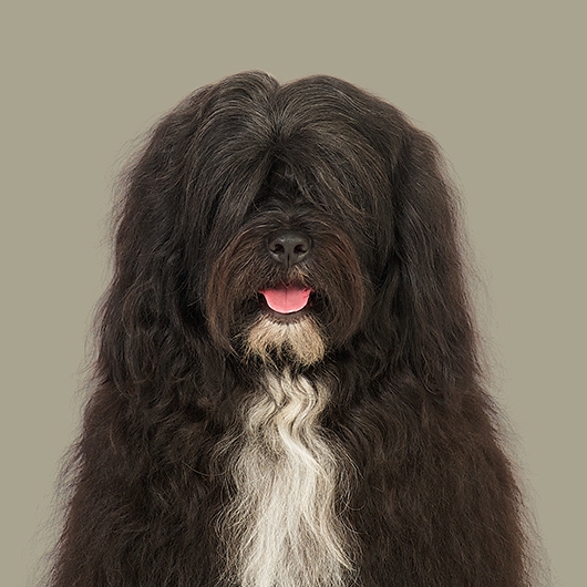 Image of JarJar the Tibetan Terrier af Pernille Westh