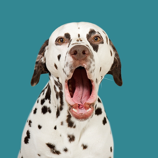 Image of Pongo the Dalmatian af Pernille Westh