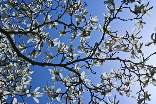 Image of Magnolia af Kirsten Stigsgaard