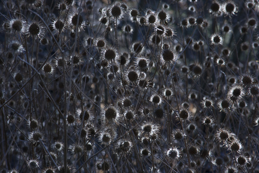 Image of Thistle Light af Kirsten Stigsgaard