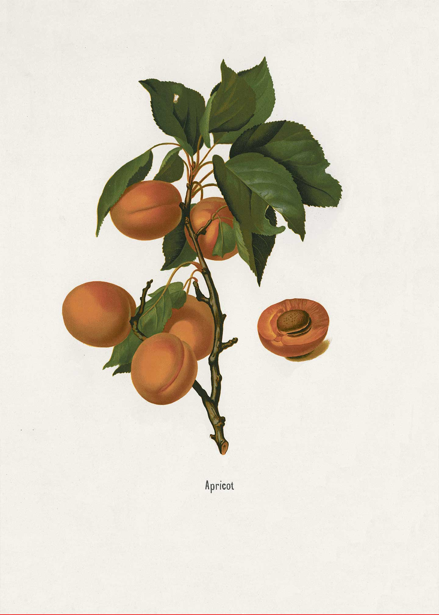 Køb Abrikos af Vintage Vista Designs - Pris 189.00 kr. Køb Abrikos af Vintage Vista Designs - Pris 189.00 kr.