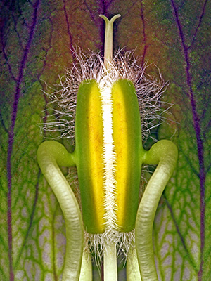 Image of Acanthus Hungaricus af Pauline Snoeijs