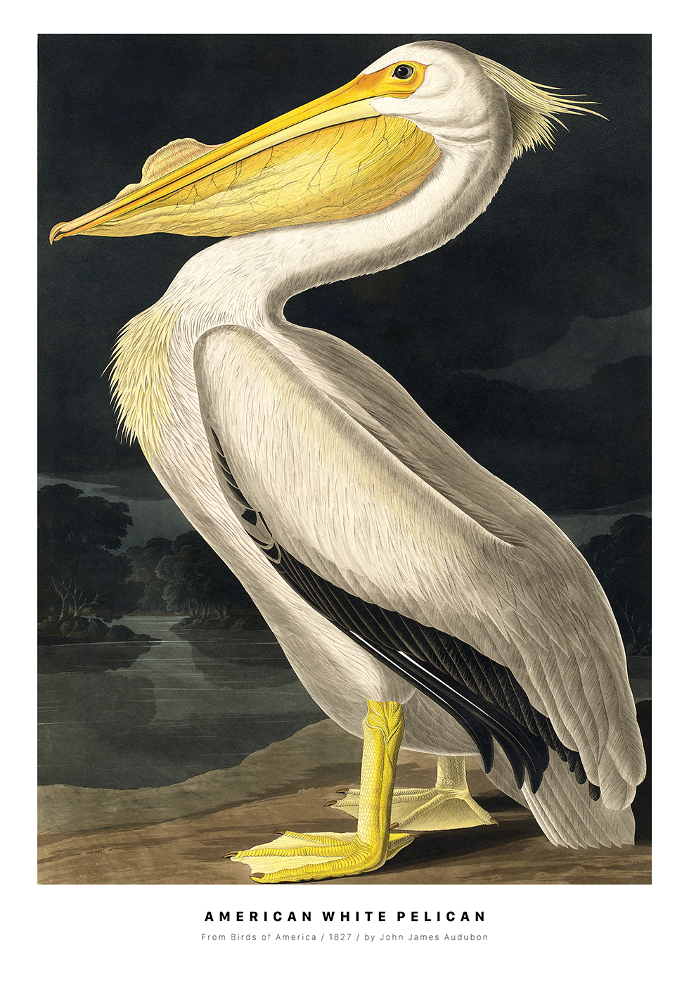 Billede af American White Pelican af Plakatwerket