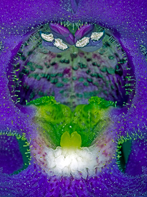 Image of Angelonia af Pauline Snoeijs