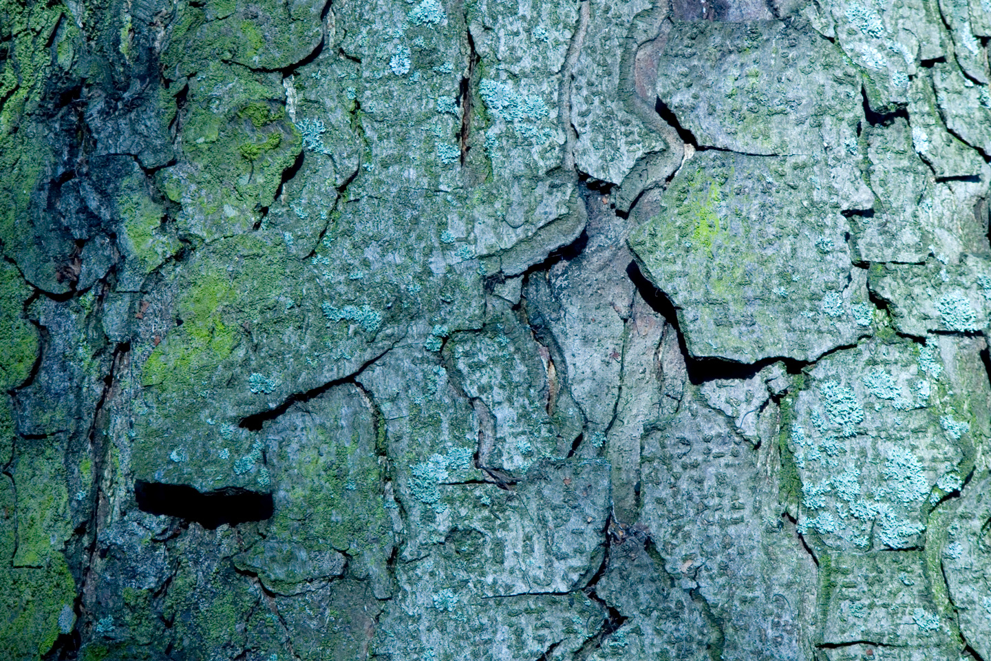 Billede af Bark af Kirsten Stigsgaard