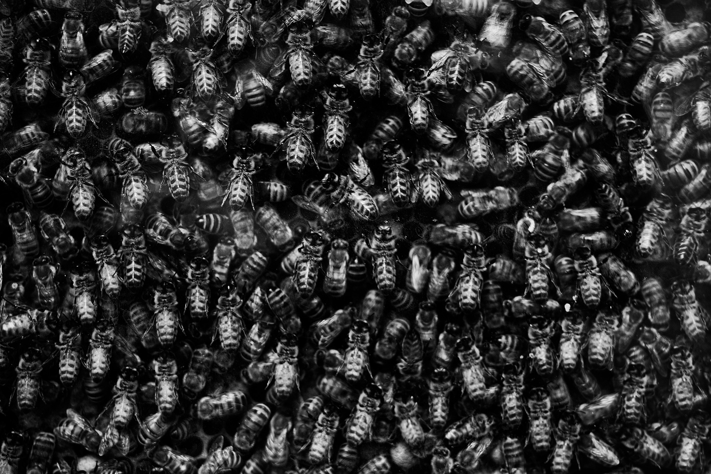 Billede af Bees af Gustavo Orensztajn