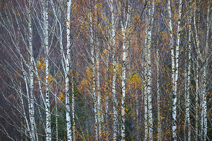 Image of Birkeskov tapet efterår af Illux