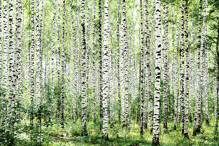 Image of Birkeskov tapet forår af Illux