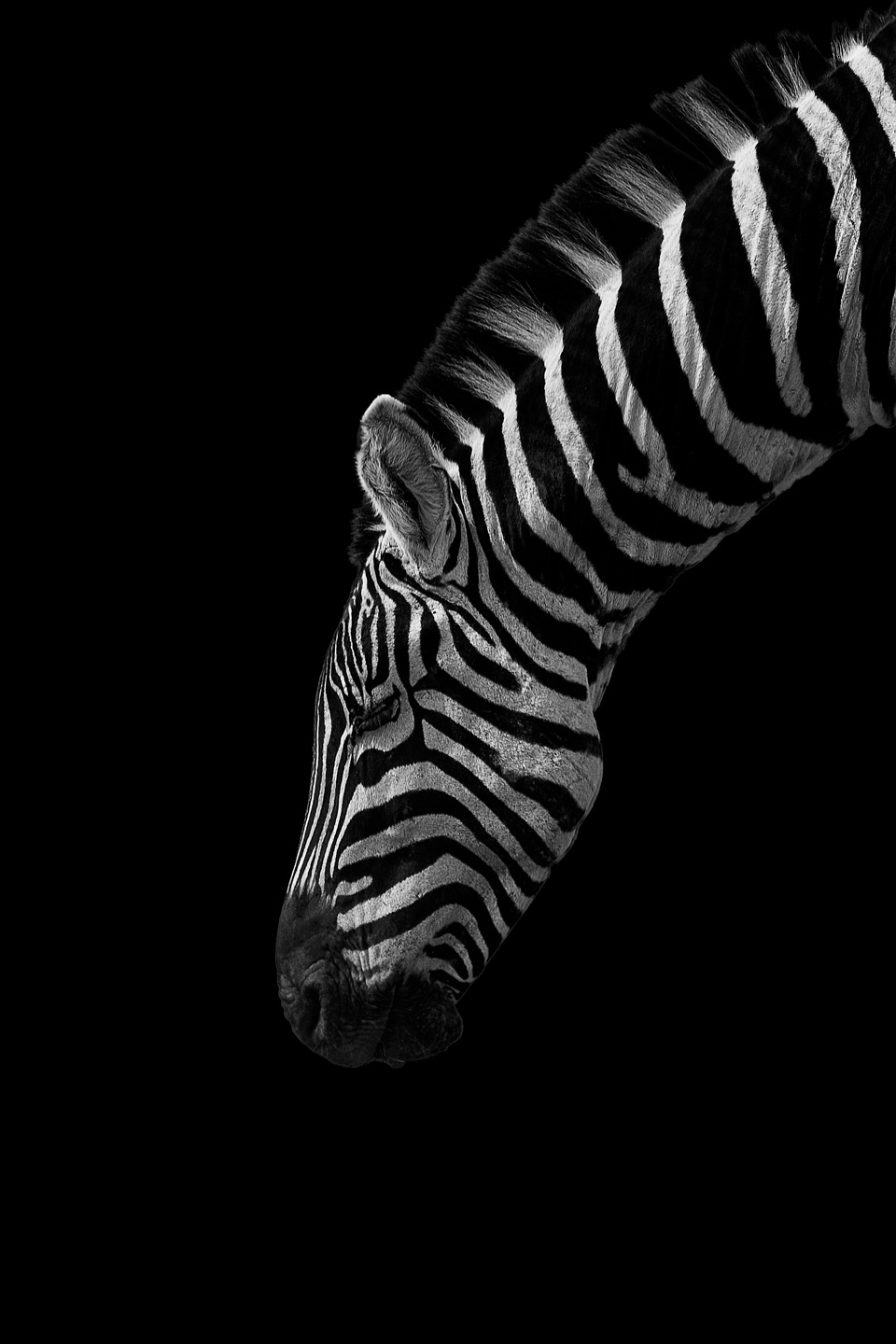 Billede af Black and White Stripes af Mikkel Beiter
