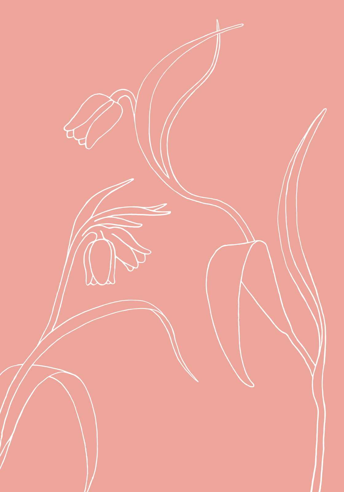 Køb Klokkeblomst rosa af Ten Valleys - Pris 189.00 kr. Køb Klokkeblomst rosa af Ten Valleys - Pris 189.00 kr.