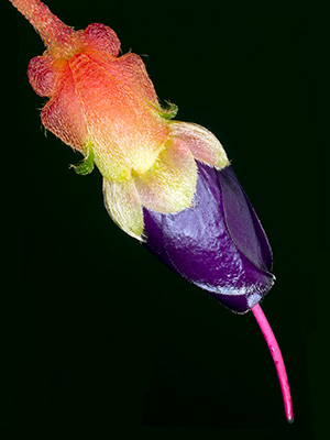 Image of Brachyotum Campanulare af Pauline Snoeijs