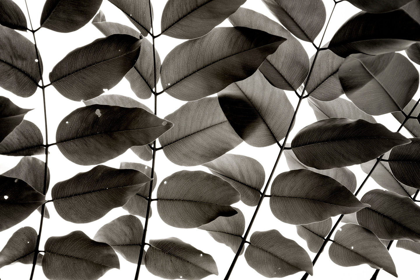 Billede af Branches and Leaves af Tal Paz-Fridman