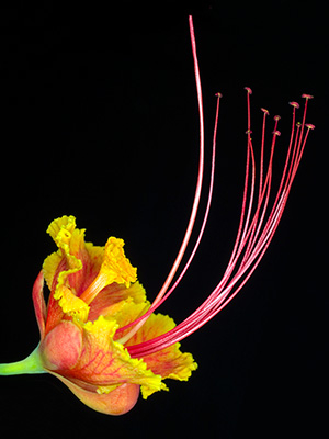 Image of Caesalpina Pulcherrima af Pauline Snoeijs