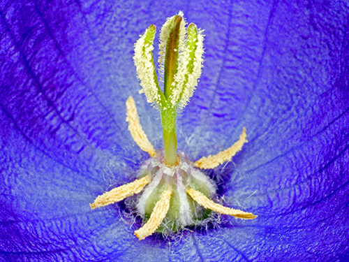 Image of Campanula Carpatica af Pauline Snoeijs