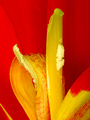 Image of Canna Indica af Pauline Snoeijs