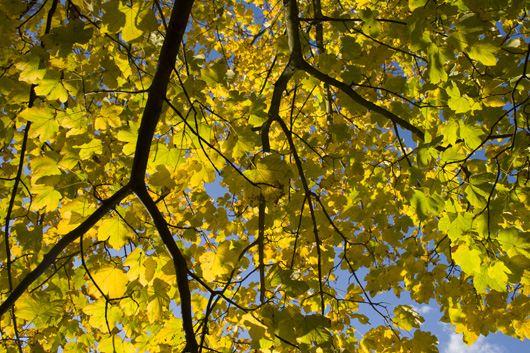 Image of Yellow Maple af Kirsten Stigsgaard