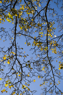 Image of Graphic Maple af Kirsten Stigsgaard