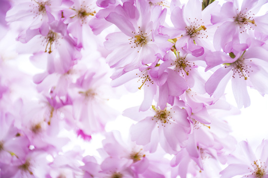 Image of Pink Cherry Dream af Kirsten Stigsgaard