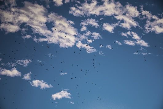 Image of Evening Birds af Kirsten Stigsgaard