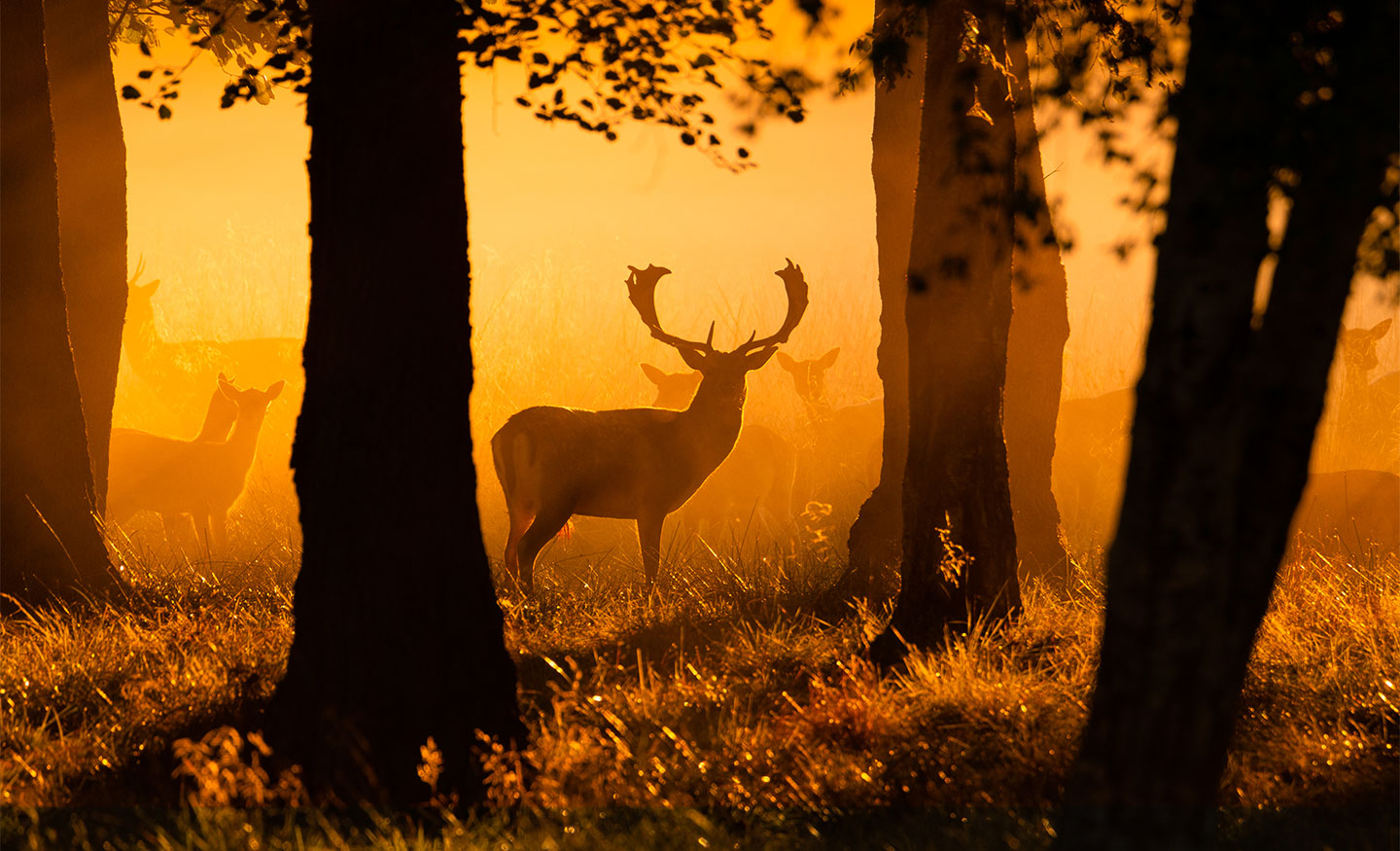 Køb Early morning rays of light af Daniel Faisst - Pris 250.00 kr.