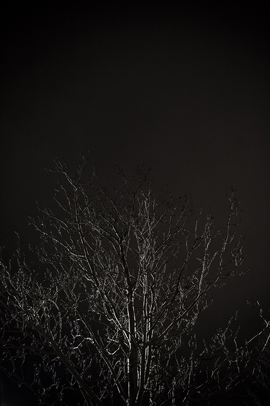 Image of Enter Night af Wilfred Gachau