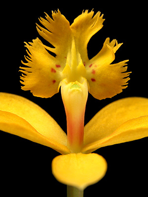 Image of Epidendrum af Pauline Snoeijs