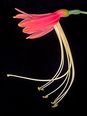 Image of Eucrosia Bicolor af Pauline Snoeijs