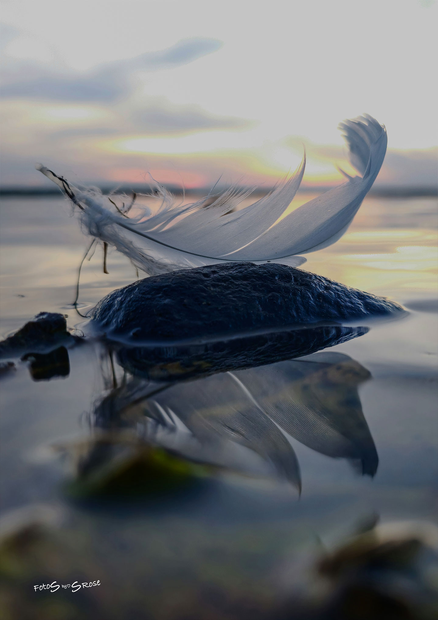 Køb Fjer Pa%CC%8A Sten I Solnedgang af FotoS by SRose - Pris 250.00 kr.