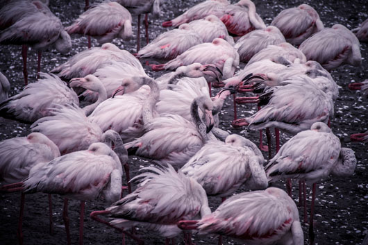 Image of Flamingo Cluster af Mikkel Beiter