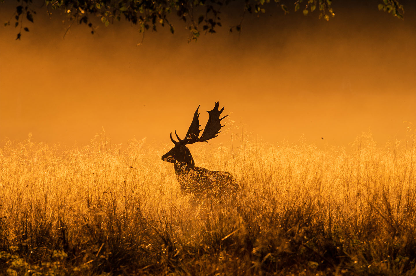Køb Foggy morning af Daniel Faisst - Pris 250.00 kr.