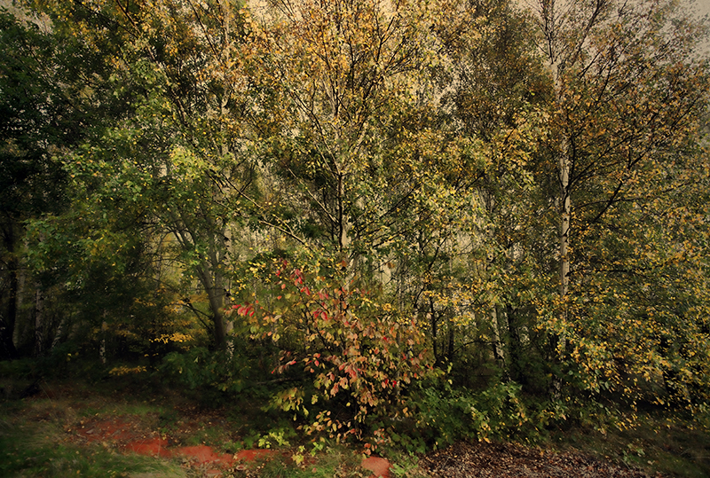 Image of Forest af Gustavo Orensztajn