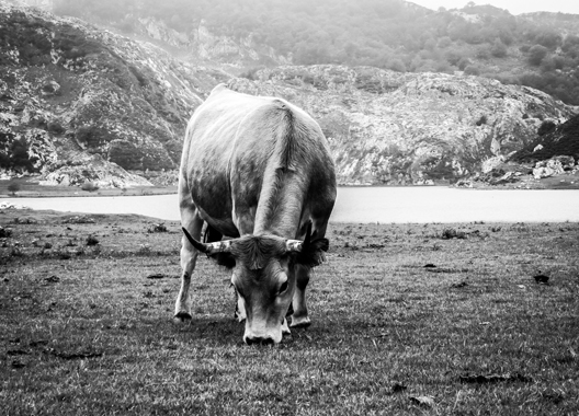 Image of Free Cow af Rasmus Bendixsen