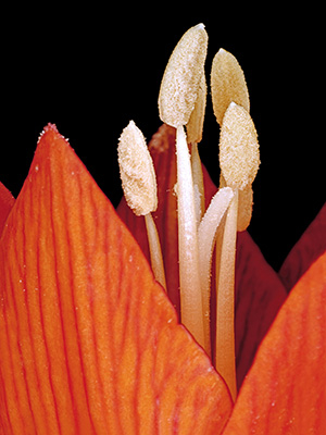 Image of Fritillaria Imperialis af Pauline Snoeijs
