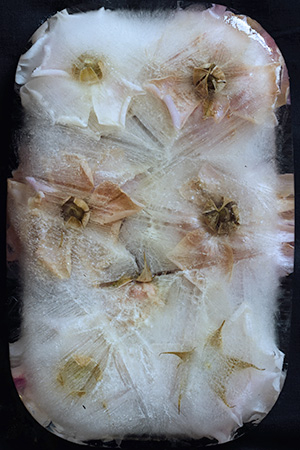 Image of Frozen 3 af Diana Lovring