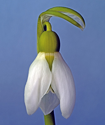 Image of Galanthus Nivalis af Pauline Snoeijs