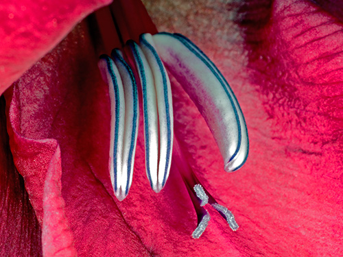 Image of Gladiolus af Pauline Snoeijs
