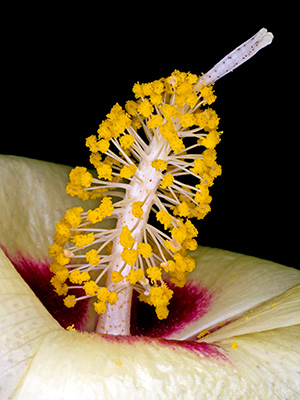 Image of Gossypium Darwinii af Pauline Snoeijs
