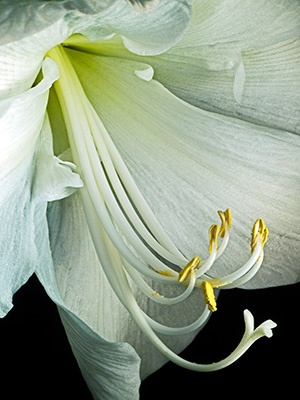 Image of Hippeastrum af Pauline Snoeijs